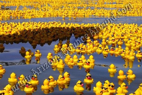 Rubber ducky carnival game Rental Denver Colorado